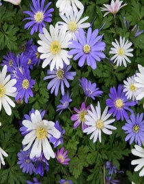 Anemone blanda mix8